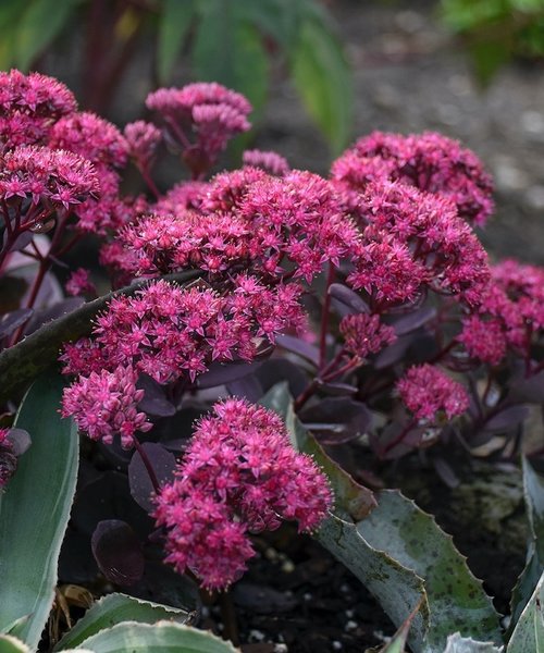 Sedum Superstar