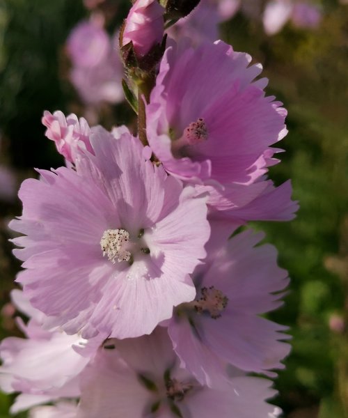 Sidalcea Little Princess