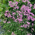 Thalictrum Fairy Wings