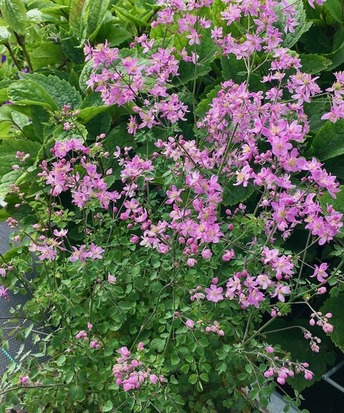 Thalictrum Fairy Wings