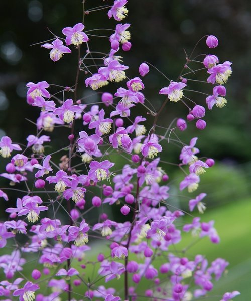 Thalictrum Purple Wings