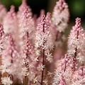 Tiarella Angel Wings