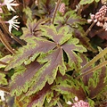 Tiarella Angel Wings