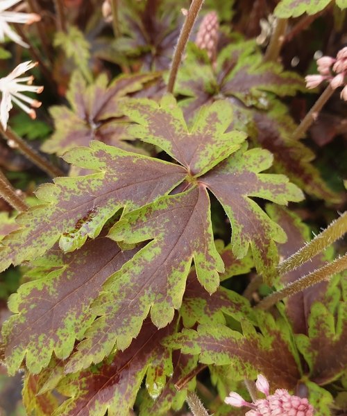 Tiarella Angel Wings