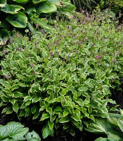 Tricyrtis Autumn Glow