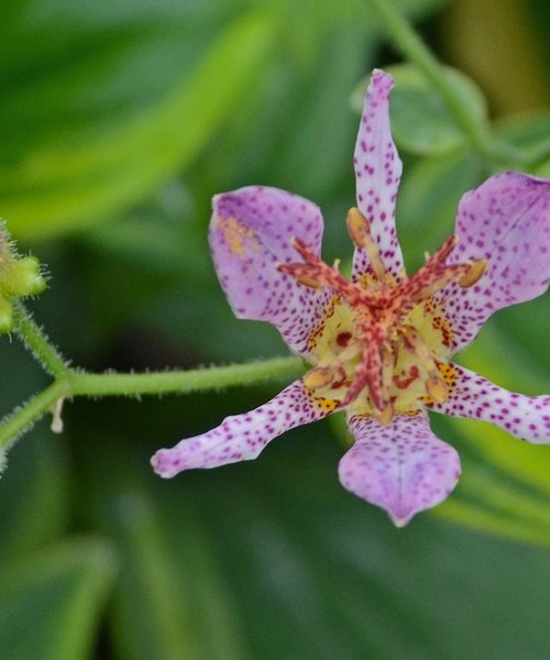 Tricyrtis Autumn Glow