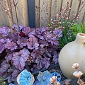 Heuchera Indian Summer Heuchera Huckleberry