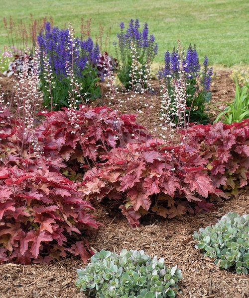 Heucherella Red Rover