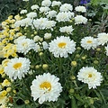 Leucanthemum Victorian Secret