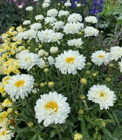 Leucanthemum Victorian Secret