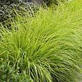 Pennisetum Lumen Gold