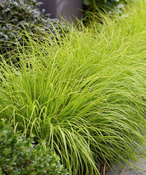 Pennisetum Lumen Gold