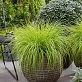 Pennisetum Lumen Gold