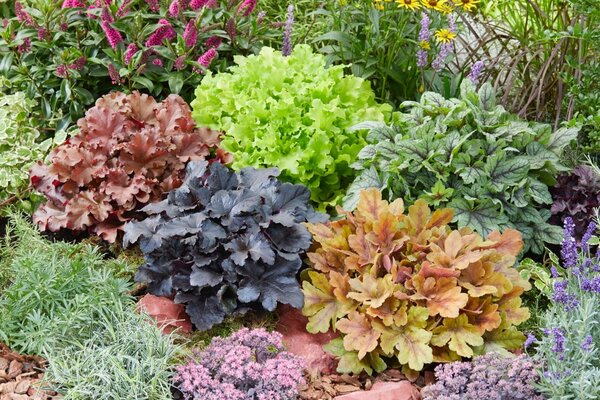 Heuchera Indian Summer