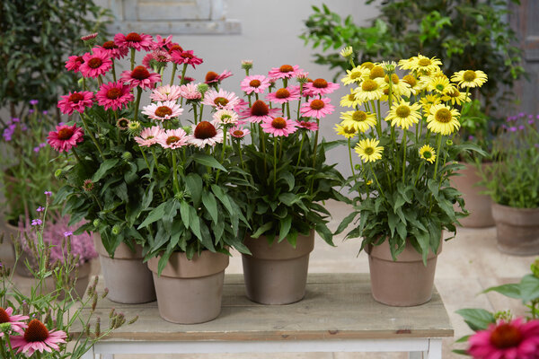 Echinacea SunSeekers