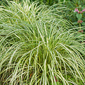 Carex Moon Falls