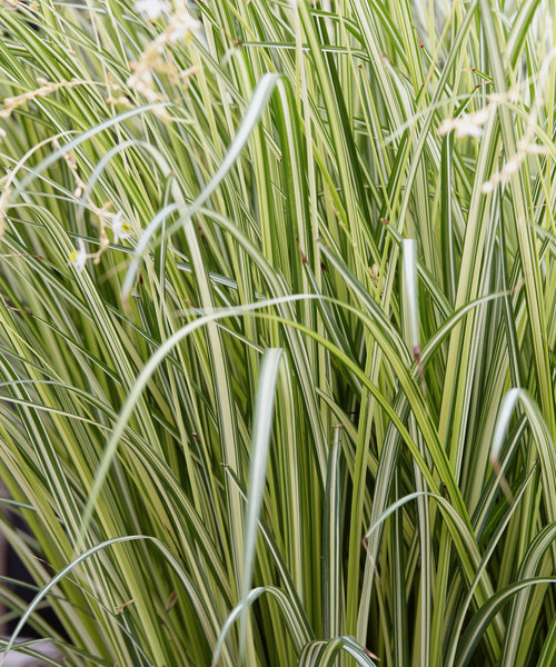 Chlorophytum Starlight