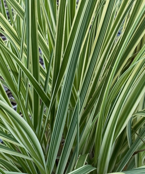 Cortaderia Pink Phantom