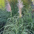 Cortaderia Pink Phantom