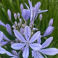 Agapanthus Crystal Blue