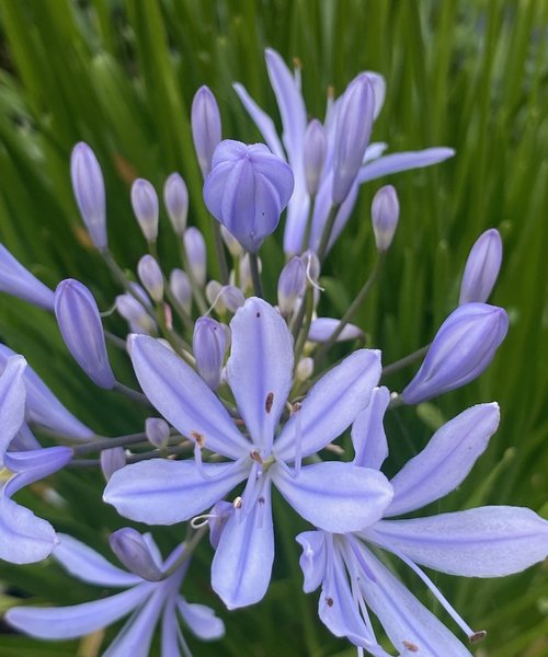 Agapanthus Crystal Blue