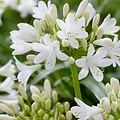 Agapanthus Ever White