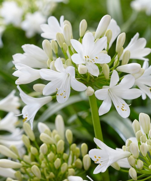 Agapanthus Ever White