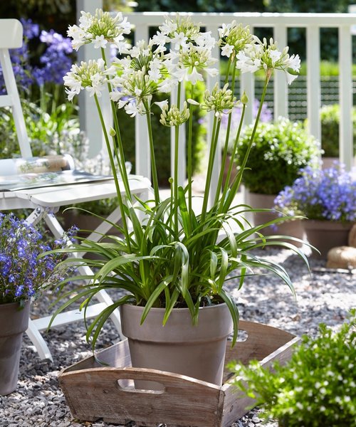 Agapanthus Ever White