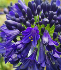 Agapanthus Midnight Sky