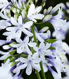 Agapanthus Twister