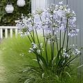 Agapanthus Twister