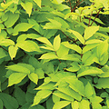 Aralia Sun King