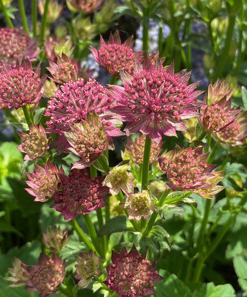 Astrantia Pink Pride