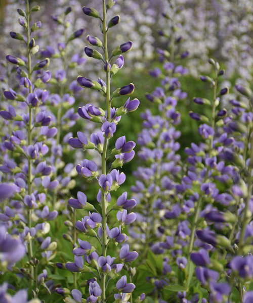 Baptisia Decadence Baptisia Decadence Blue Bubbly