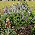 Baptisia Decadence Baptisia Decadence Blue Bubbly