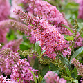 Buddleja Butterfly Candy ™ Pink