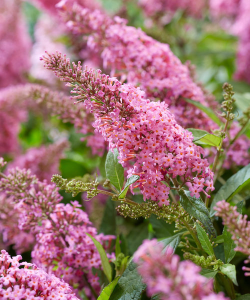 Buddleja Butterfly Buddleja Butterfly Candy Pink