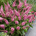 Buddleja Butterfly Candy ™ Pink