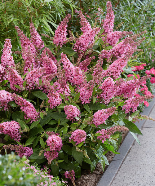 Buddleja Butterfly Candy ™ Pink