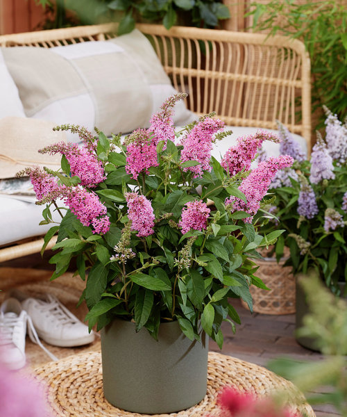 Buddleja Butterfly Candy ™ Buddleja Butterfly Candy ™ Pink