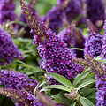 Buddleja Butterfly Candy ™ Buddleja Butterfly Candy Purple