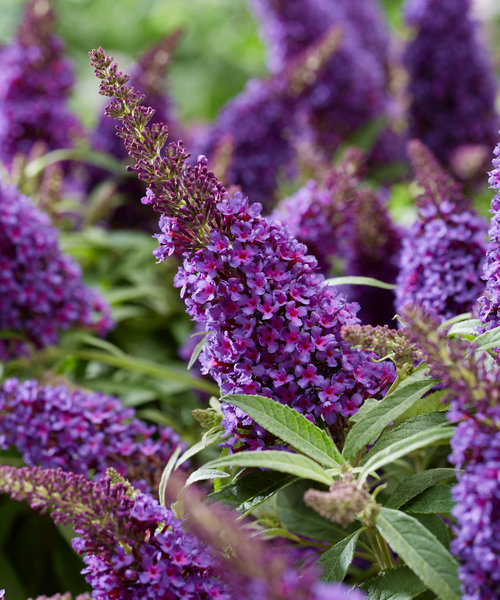 Buddleja Butterfly Candy ™ Buddleja Butterfly Candy Purple