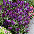 Buddleja Butterfly Candy ™ Buddleja Butterfly Candy Purple
