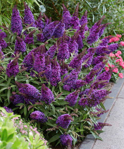 Buddleja Butterfly Candy ™ Purple
