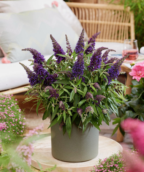 Buddleja Butterfly Candy ™ Purple