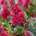 Buddleja Butterfly Candy ™ Buddleja Butterfly Candy ™ Ruby