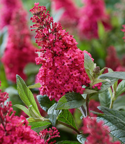 Buddleja Butterfly Candy Ruby