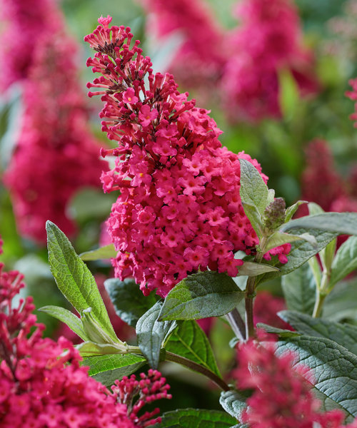 Buddleja Butterfly Candy ™ Buddleja Butterfly Candy ™ Ruby