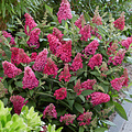Buddleja Butterfly Candy ™ Buddleja Butterfly Candy ™ Ruby