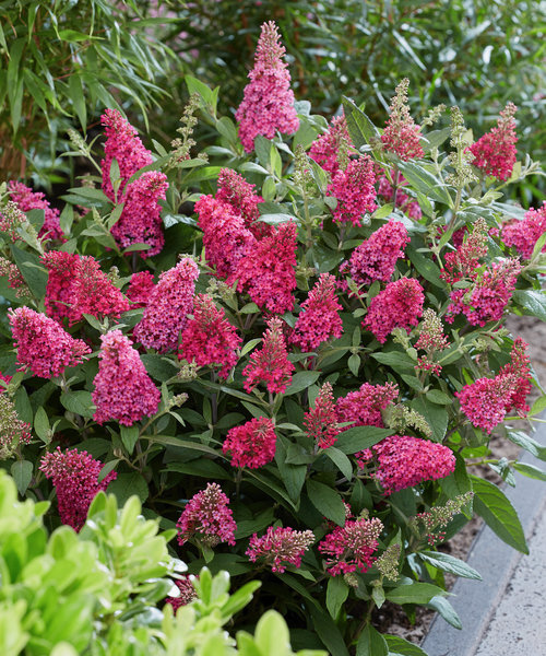 Buddleja Butterfly Buddleja Butterfly Candy Ruby